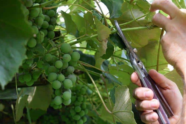کشاورز در حال هرس نهال انگور